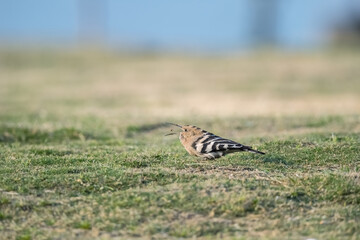 Eurasian Hoopoe on field