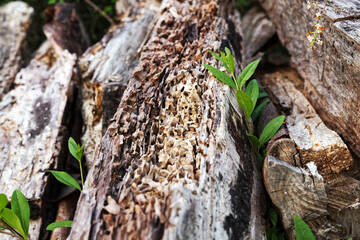Verwitterter Baumstamm am Waldrand
