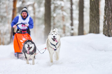 Siberian husky sled dog racing