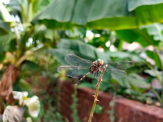 dragonfly on a branch