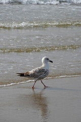 Möwe 01