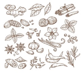 Vector sketch illustration of spices and herbs. Isolated on a white background. 