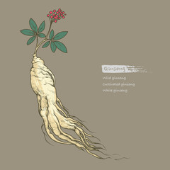 Hand-drawn outline color illustration of ginseng by retro and vintage style, drawing by engraved dot and line. include ginseng root, leaves and berries isolated on a dark background.