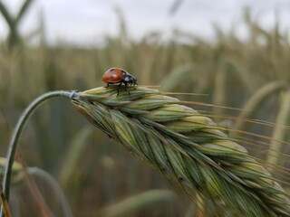 ladybug on wheat © badproject
