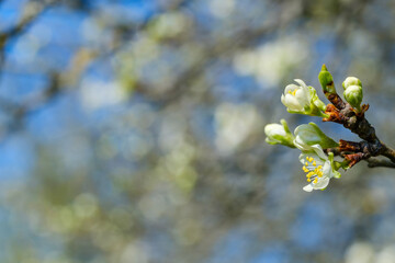 Banner / Hintergrund: Blüten an Obstbaum / Blühender Apfelbaum im Frühling (rechte Seite)