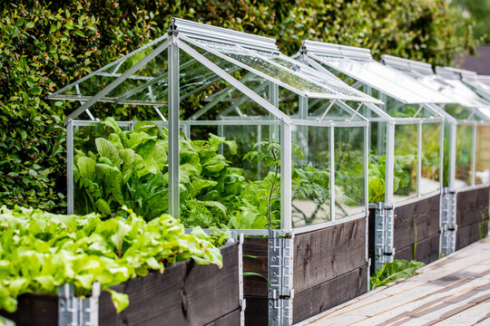 Boxed vegetable garden on pallet collar with fitted glass greenhouse on top