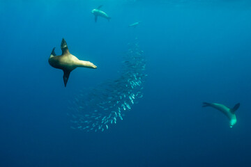 California sea lions feeding on a sardine bait ball, Pacific Ocean, Baja California, Mexico.