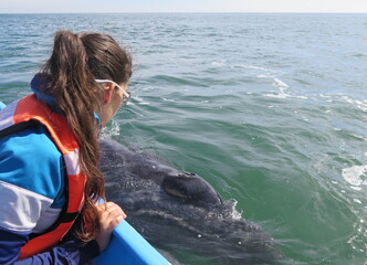 Obraz premium a woman touching a curious grey whale in the Ojo de Liebre Lagoon in Baja California in the month of February, Mexico