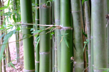 Obraz premium bamboo forest background