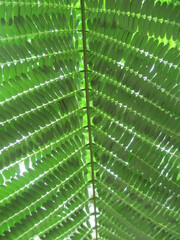 Beautiful scenic view of green leaves pattern 