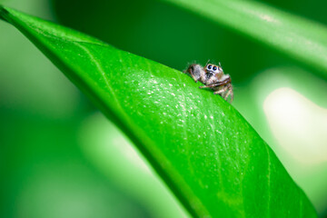 small spider on green leaf sticking out eyes macro