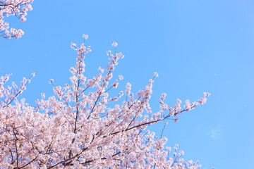 満開の桜と青空。