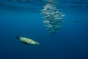 Fototapeta premium California sea lions feeding on a sardine bait ball, Pacific Ocean, Baja California, Mexico.