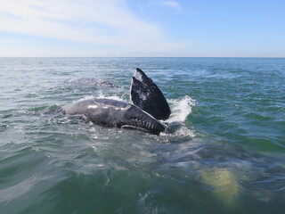 Obraz premium a calf with its grey whale mother in the Ojo de Liebre Lagoon in Baja California Sur in the month of February, Mexico