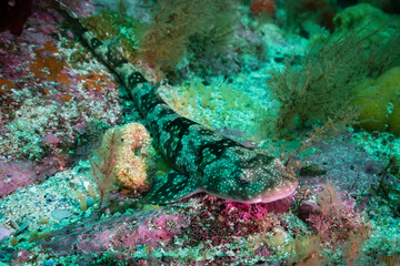 Puffadder shyshark in the coral seaascape of False Bay, Cape Town, South Africa.