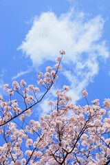満開の桜と青空。