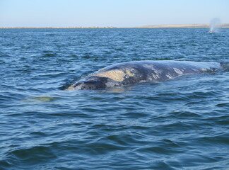 a grey whale in the Ojo de Liebre Lagoon in Baja California Sur in the month of February, Mexico