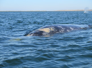 Fototapeta premium a grey whale in the Ojo de Liebre Lagoon in Baja California Sur in the month of February, Mexico