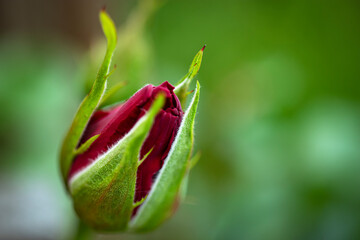 Wild rose bud on a green blurred background. Close-up. Natural natural background