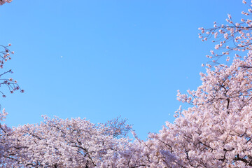 満開の桜と青空。