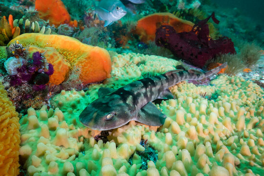 Puffadder shyshark in the coral seaascape of False Bay, Cape Town, South Africa.