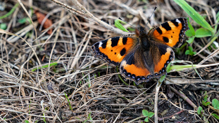 Orange and black butterfly on the grass