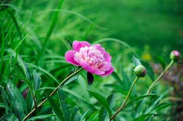 pink flowers of a peony tree in the background of natural greenery