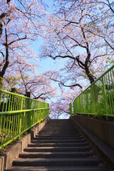 満開の桜と階段。