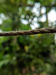 tree in the forest