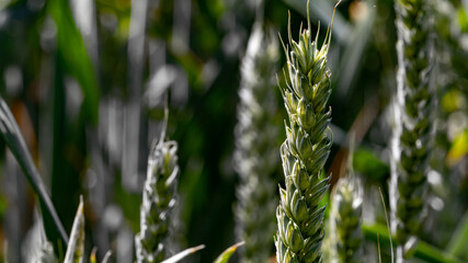 Green wheat closeup in summer