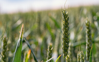 Green wheat field in summer