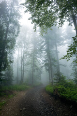  Droga w mglistym lesie, Beskid Mały, Polska