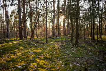 Fir and pine trees in a forest during dusk with streak of light