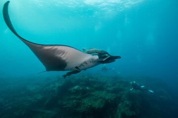 Obraz na płótnie Canvas Oceanic manta ray, Revillagigedo Islands, Pacific Ocean, Mexico.
