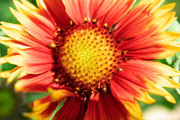 Gaillardia pulchella. Bright summer flowers on green leaves. Close-up. Macro shooting. Natural natural background