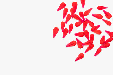 color background, red petals on white background