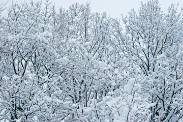 snow covered branches