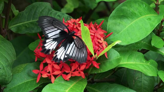 Papilio memnon Linnaeus. Great Mormon Butterfly feeding on nectar. Female. Nagasaki ageha. Closeup shot. 4K