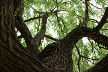 Crown of green old willow. View from below. Bark with deep cracks. Natural background.