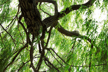 Fototapeta premium Crown of green old willow. View from below. Bark with deep cracks. Natural background.