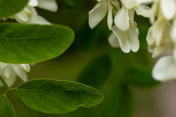 Fototapeta na wymiar White acacia flowers. Blurred background. Natural natural background