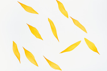 sunflower petals on a white background, yellow petals, color background, sunflower