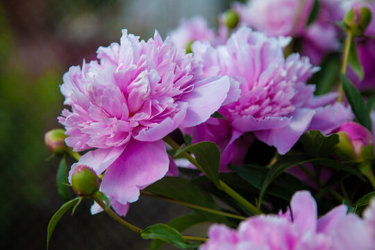 macro photo of flowers of a blossoming pink peony