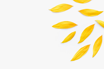 sunflower petals on a white background, yellow petals, color background, sunflower