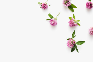 clover flowers on white background, medicinal flowers