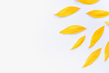 sunflower petals background, yellow petals on a white background, sunflower petals, sunflower petals on a white background