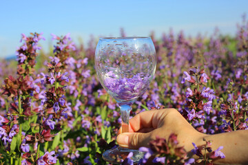Hand holding a glass with purple flowers at the sage field. Beautiful summer flowers background.