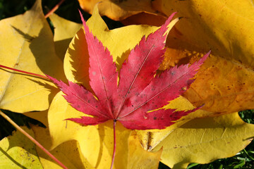 A red Maple or Acer leaf on a background of yellow Maple leaves
