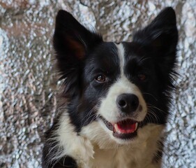 Border Collie Smiles with Tin Foil Background. Black and White Dog Posing in front of Silver Paper in Czech Republic