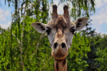 Fototapeta premium Close-up of Camelopardalis Front View. A Portrait of a Giraffe Head in the Prague Zoo in Czech Republic. 